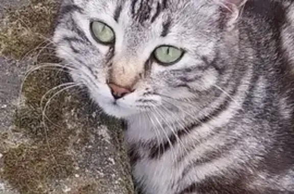 Chat européen gris-blanc disparu à Segré - photo