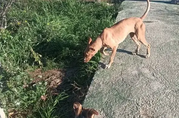 ¡Ayuda! Podenca cachorra perdida en Oliveral