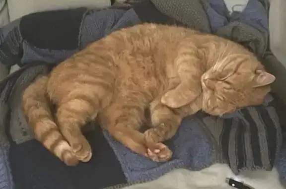 Chat perdu à Corbie : aide recherchée ! - photo