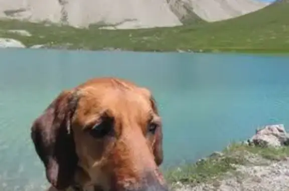 Chien perdu Saint-Martin-de-Queyrières, photo : Chienne marron perdue à Paris