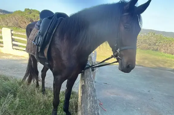 Yegua Perdida en Blanes: Ayuda Urgente