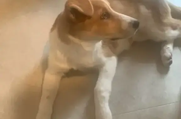 Chien trouvé Montauban, photo: Chienne trouvée près de Montauban