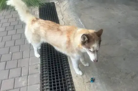 Lost Husky: White/Orange, Green Collar