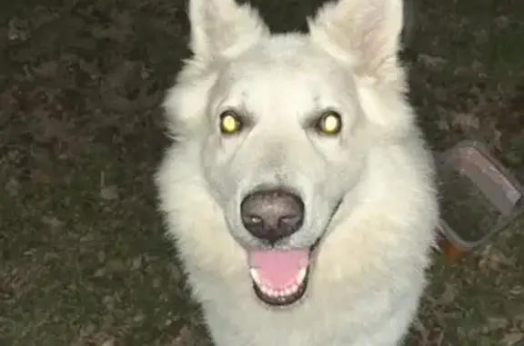Chien trouvé , photo: Chien blanc type berger aperçu au Bono