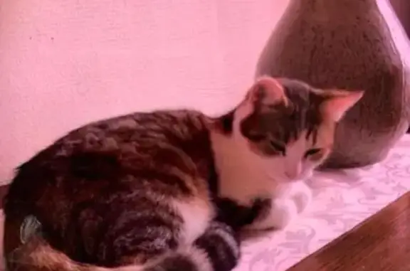 Animaux perdus , photo: June, chatte tricolore perdue à Nouzerolles