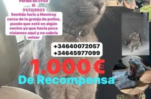 Animales perdidos , foto: Gato Ruso Azul Perdido en Turís: Pepo