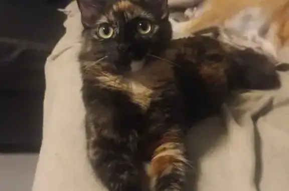 Chatte écaille disparue à Saint-Lys - photo