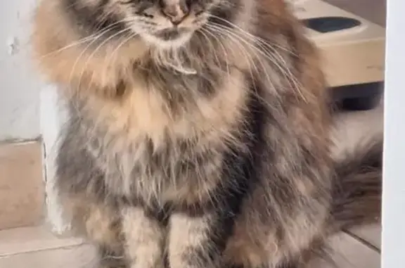 Chat perdu, Château-Landon, photo: Chat écaille disparu, timide, besoin aide