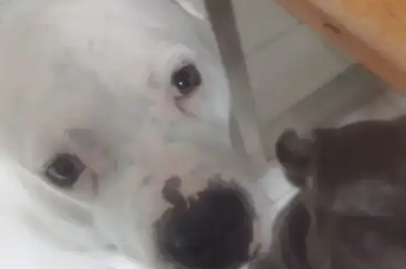 Chien trouvé à Vénissieux, Bd Laurent Gérin - photo