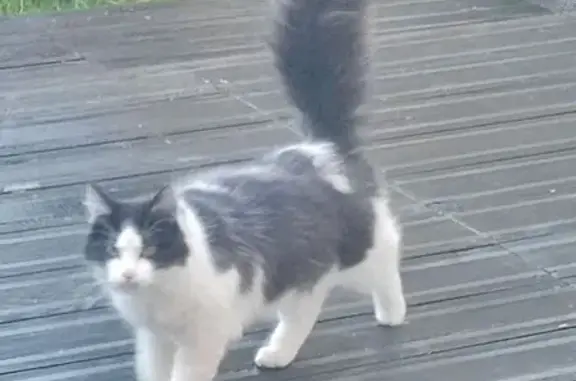 Animaux trouvés , photo: Chat noir et blanc trouvé à Lunéville
