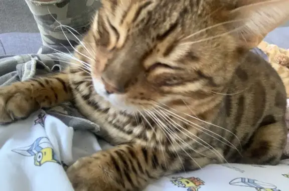 Missing Bengal Cat: Boundary St, Brisbane