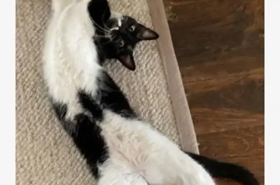 Animaux perdus Angoulême, photo: Chat noir et blanc disparu à Angoulême