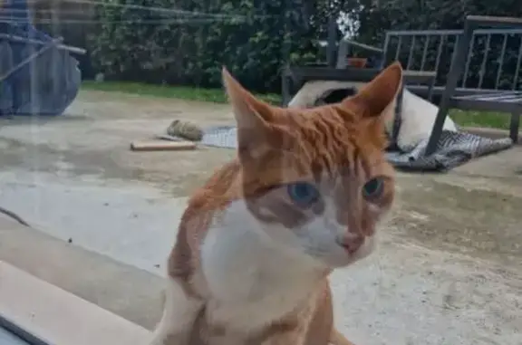 Chat mâle castré trouvé à Pont-l'Évêque - photo