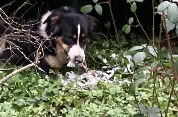 Animaux trouvés Aspet, photo: Chienne perdue trouvée à Aspet