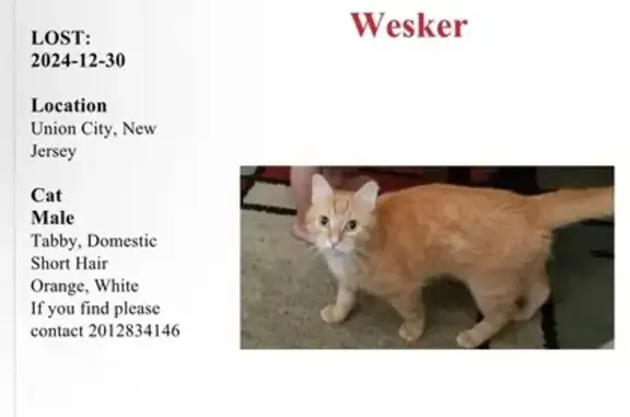 Lost Orange & White Cat in Union City