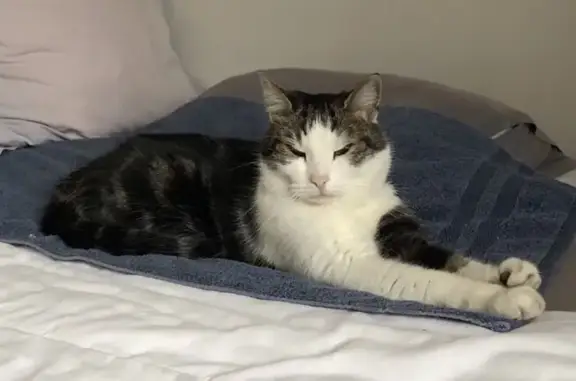Animaux perdus Toulouse, photo: Chat noir et blanc perdu à Toulouse