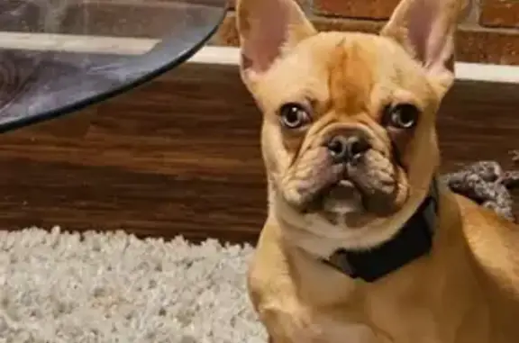 Lost French Bulldog: Seen on Rockdale Cir