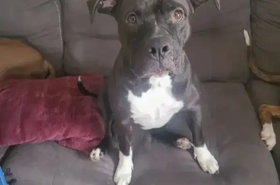 Lost Black Pitbull: Khaleesi, Denver Area