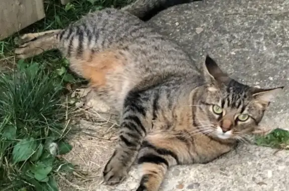 Help Find Bella: Sweet Tabby Tiger Lost