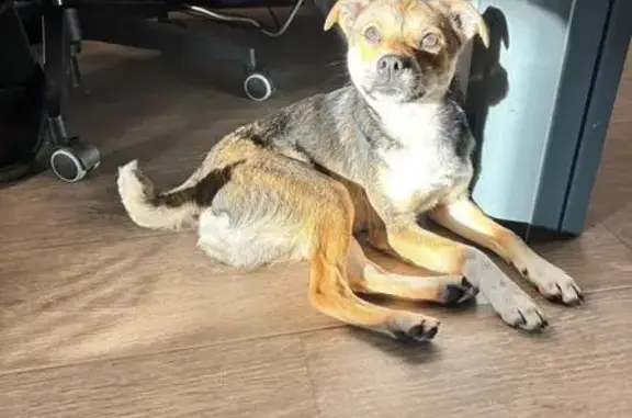 Chien mâle jeune trouvé Rue Marcel Paul - photo
