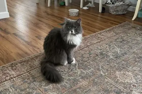 Lost Cat: Gray & White on Cedar St.