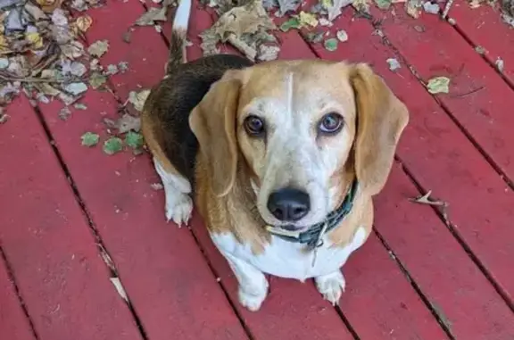 Missing Beagle: 6-Year-Old Female Lost