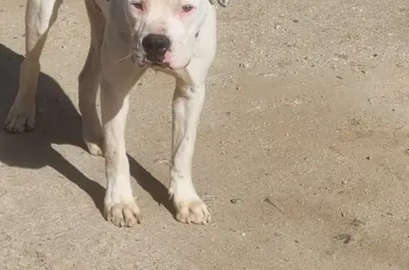 Friendly Male Pit Bull Found in Lancaster