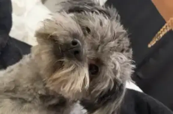 Lost Grey Maltipoo on West Valencia Dr