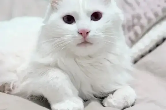 Chat blanc disparu à Montaigu-le-Blin - photo