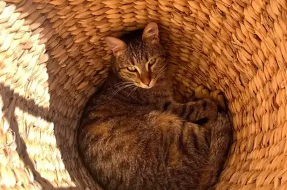 Chat tigré marron perdu à Vence - photo
