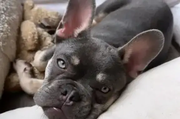 Chien perdu : Bouledogue Tupac à Montévrain - photo
