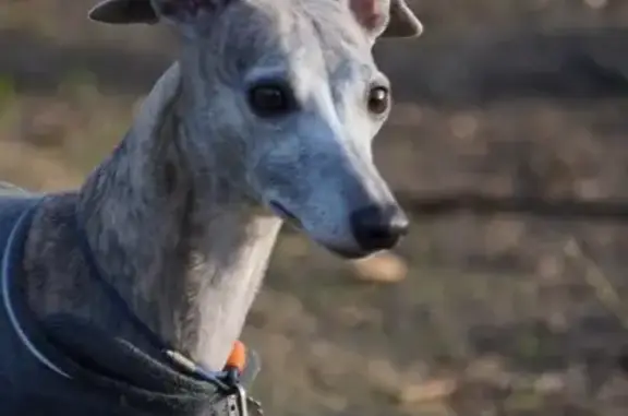 Chien trouvé , photo: Chien apeuré en fuite au parc Balzac, Angers