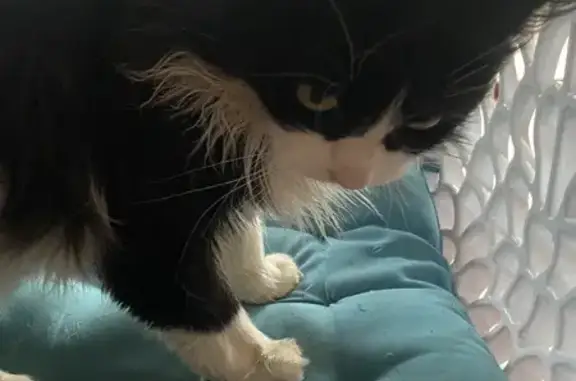 Animaux trouvés , photo: Chat trouvé à Muret-le-Château