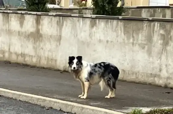 Animaux trouvés Sébazac-Concourès, photo: Chien trouvé, Les Combes, Sébazac-Concourès
