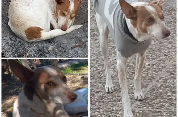 ¡Ayuda! Perdido: Podenco Blanco y Marrón