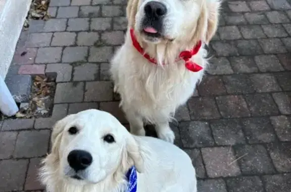 Chien perdu Merlimont, photo : Deux golden retrievers perdus à Merlimont