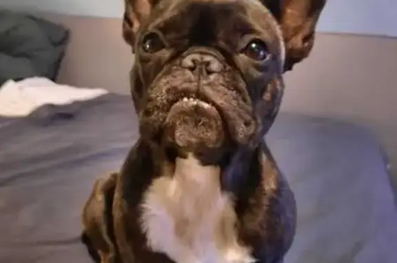 Chien perdu Arâches-la-Frasse, photo : Roxy, bouledogue noir perdue à Arâches
