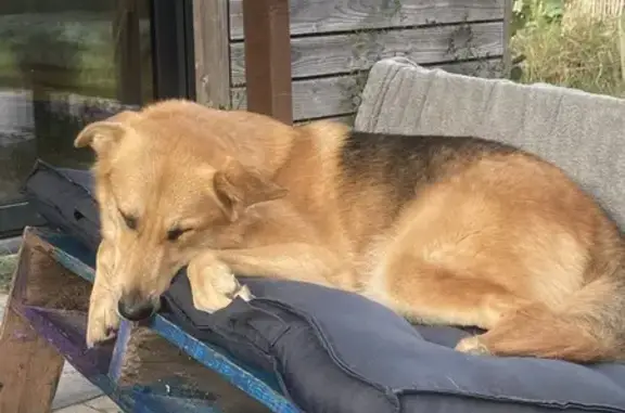 Animaux perdus , photo: Chien perdu à Peyragudes, harnais vert foncé