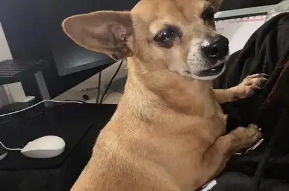 Found: Female Chihuahua Near Salem Rd