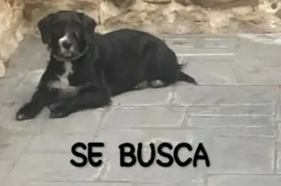 ¡Perro Perdido en Pinseque! Ayúdanos