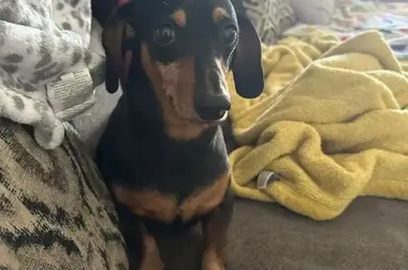 Lost Dachshund: Scarred Ear, Phoenix