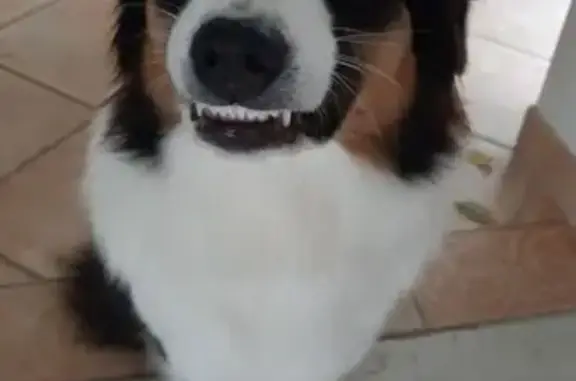 Chien perdu , photo : Chiens perdus près de Neufmoutiers-en-Brie