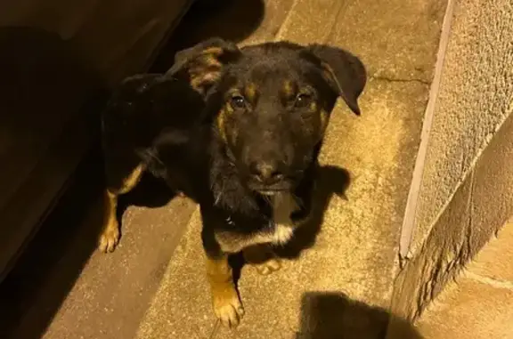 Chien trouvé D2, Valence-en-Poitou - photo