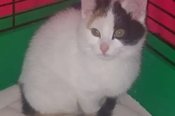 Chat trouvé Bailleul, photo: Chaton femelle tricolore trouvé à Bailleul