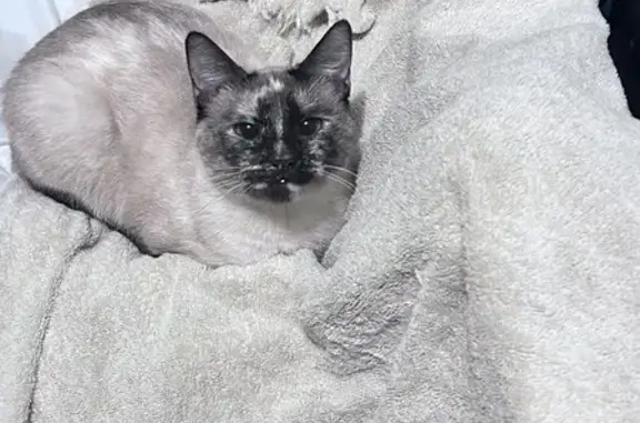 Lost Siamese Cat: Unique Markings, Friendly