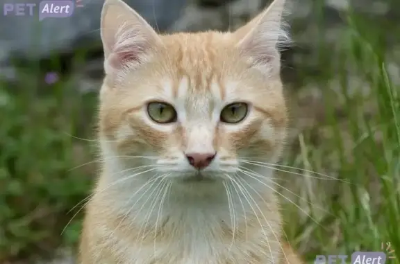 Chat perdu, Bagnères-de-Bigorre, photo: Chat roux perdu à Bagnères-de-Bigorre