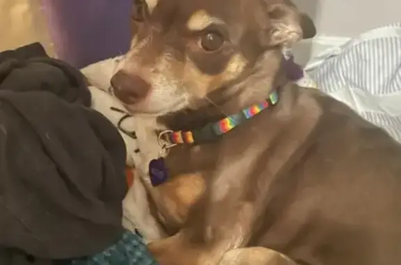 Lost Chihuahua in Chalmette: Help Find Her!