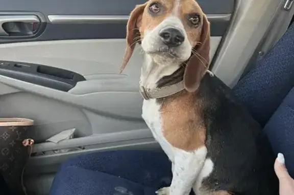 Help Reunite This Sweet Beagle by Monday!