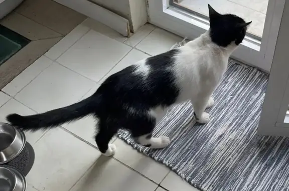 Animaux perdus Rueil-Malmaison, photo: Chatte Heidi disparue à Rueil-Malmaison
