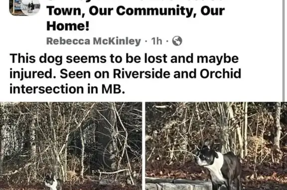 Missing Boston Terrier: Jack, 16, Needs Meds